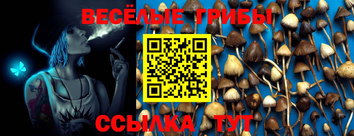 Галлюциногенные грибы Psilocybine cubensis Прохладный